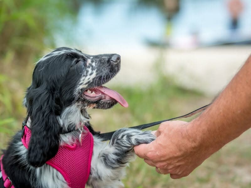 Dog offering a trained paw