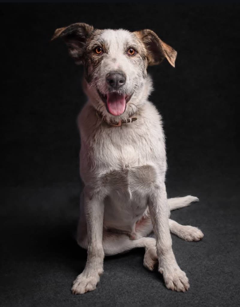 Scruffy mixed-breed dog portrait