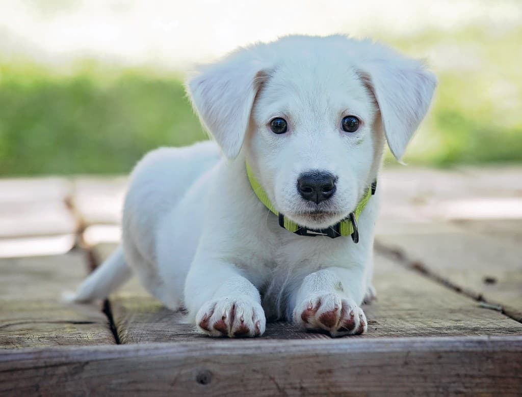 White puppy on the deck — ready for puppy class
