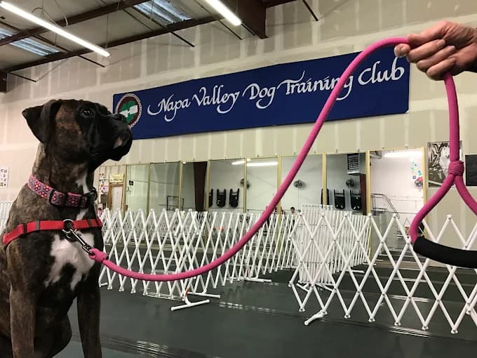 Dog at Napa Valley Dog Training Club